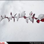 برف پاییزی در مشهد
