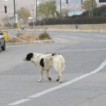 پرسه زنی سگهای ولگرد در شهر