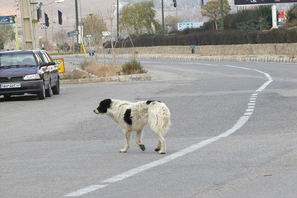 پرسه زنی سگهای ولگرد در شهر