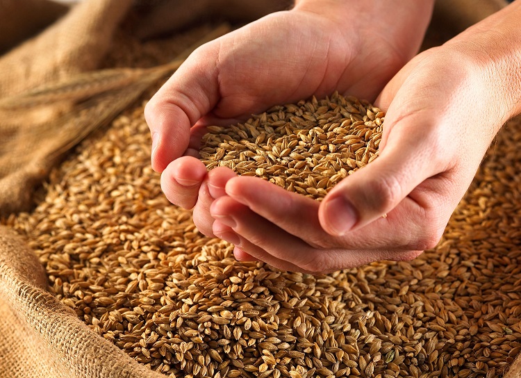خرید گندم مازاد بر نیاز کشاورزان لرستان از مرز ۴۰۰ هزار تن گذشت