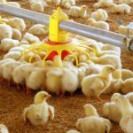 جوجه ریزی به روند عادی خود برگشت/ تا اواسط آبان ماه بیش از ۱۲۰۰ تن مرغ گرم وارد بازار می شود
