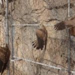 کشف محموله قاچاق پرندگان شکاری در لرستان