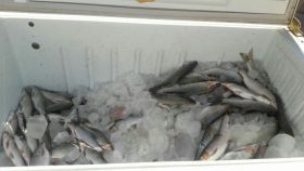 دستگیری ۳ گروه متخلف صید غیر مجاز ماهی در رومشکان