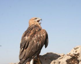 نجات یک بهله عقاب طلایی در بروجرد