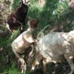 حمله پلنگ به گله گوسفندان در سلسله