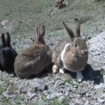 دستگیری شکارچیان خرگوش در سلسله