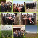 افتتاح اولین گلخانه هیدروپونیک تولید صیفی جات در ازنا
