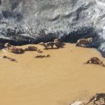 نجات ۱۱ قلاده روباه گرفتار در یک منبع ذخیره آب کشاورزی در الیگودرز