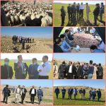 توزیع ۱۲ هزار تن جو بین عشایر منطقه پشتکوه
