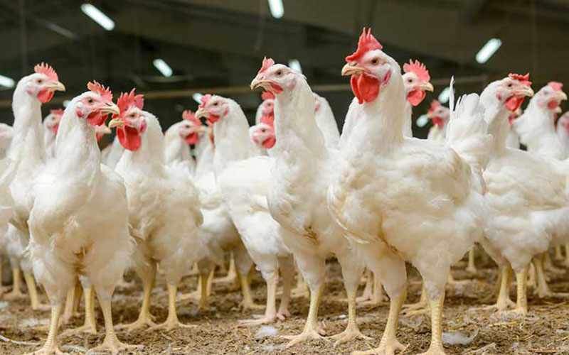 سالانه ۸۰ هزار تن مرغ در لرستان تولید می‌شود / ۳ درصد تولید گوشت مرغ در کشور