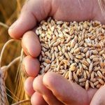 پیش بینی تولید ۳۴۵ هزار تن گندم در لرستان