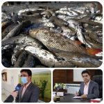 ساخت پنج مجتمع پرورش ماهی با ظرفیت ۱۵ هزار تن در استان