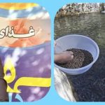 لرستان اولین صادرکننده خوراک ماهی گرم آبی به کشور ارمنستان