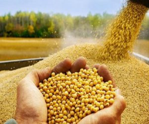 توسعه کشت دانه روغنی کاملینا در لرستان/ راهبردی برای خودکفایی در تولید روغن خوراکی