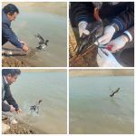 رهاسازی سه فرد اردک مهاجر در لرستان/ به مناسبت روز جهانی حیات وحش