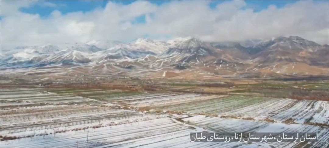 پیچیدن عطر گل های محمدی در گندمزارهای روستای طیان به همت بسیج سازندگی لرستان