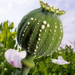 اجاره دادن زمین برای کشت گیاهان ممنوعه جرم است