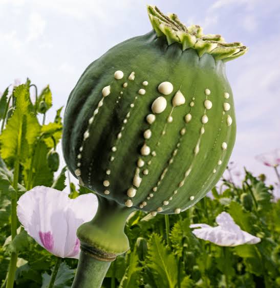 اجاره دادن زمین برای کشت گیاهان ممنوعه جرم است