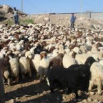 همایش تولید ترکیب ژنتیکی گوسفند پر بازده در خرم آباد
