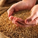 رشد ۸۴ درصدی خرید گندم نسبت به سال گذشته/ عبور خرید گندم کشاورزان  از مرز نیم میلیون تن