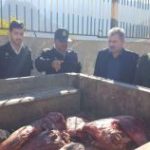 دستگیری متخلفین شکار غیر مجاز گراز در سپید دشت