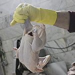کشتار روزانه ۵۰  تن مرغ زنده در خرم آباد
