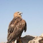 نجات یک بهله عقاب طلایی در بروجرد