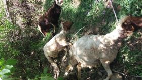 حمله پلنگ به گله گوسفندان در سلسله