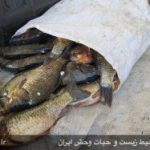 کشف و ضبط ۶۰ قطعه ماهی از متخلفین زیست محیطی در رومشکان
