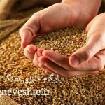 مطالبات کشاورزان استان بابت تحویل گندم تسویه شد