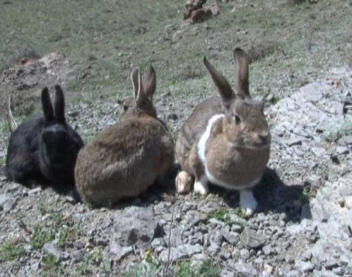 دستگیری شکارچیان خرگوش در سلسله