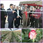 افتتاح و بهره برداری از ‍گلخانه هیدروپونیک ویرا گل/ با ظرفیت تولید ۹۰۰ هزار شاخه گل در سال