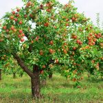 برداشت ۶۸ هزار تن سیب از باغات لرستان