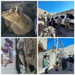 دستگیری عامل زنده گیری یک رأس بزغاله وحشی در شهرستان بروجرد