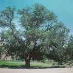 ثبت ملی درخت گردوی کهنسال گل زرد در الیگودرز