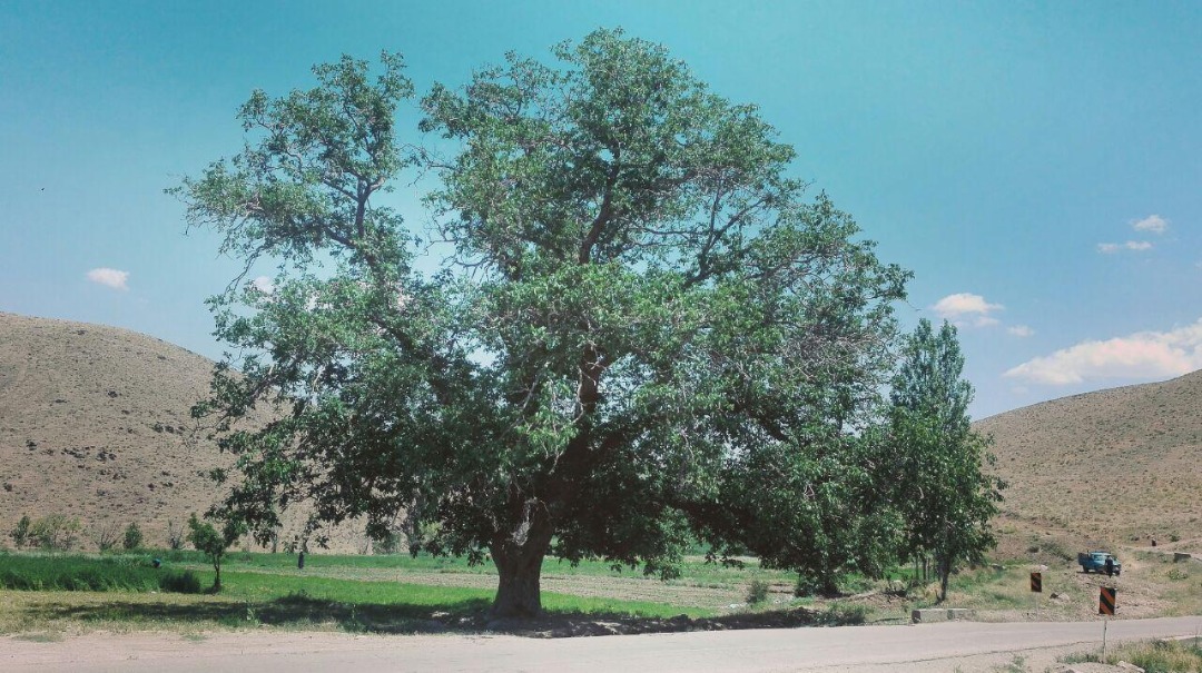 ثبت ملی درخت گردوی کهنسال گل زرد در الیگودرز