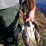 جریمه ۲ میلیارد ریالی برای زنده گیری پرنده شکاری