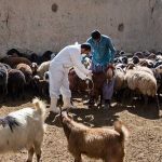 واکسیناسیون دامها بر علیه تب مالت و آبله در شهرستان چگنی