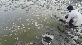 نجات ماهی های سد خشک شده ملاطالب ازنا توسط دوستداران محیط زیست