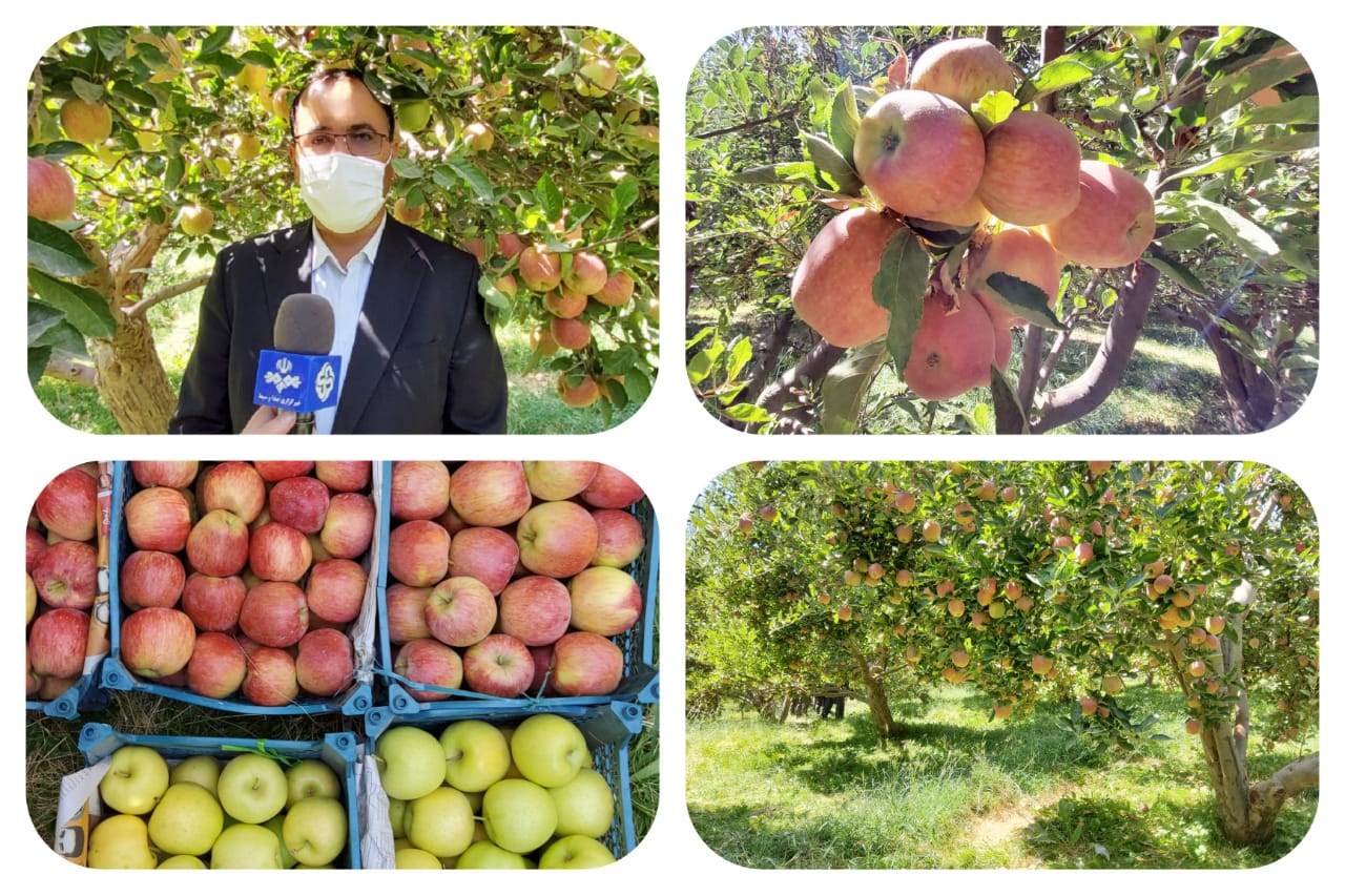 سالانه ۷۵ هزار تن سیب در لرستان برداشت می‌شود