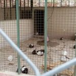 تعطیلی باغ وحش خرم‌آباد و انتقال حیوانات به استان‌های دیگر
