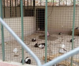 تعطیلی باغ وحش خرم‌آباد و انتقال حیوانات به استان‌های دیگر