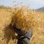 خرید تضمینی ۲۲۰هزارتن گندم مازاد بر نیاز کشاورزان در لرستان