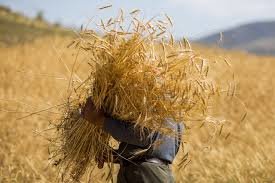 خرید تضمینی ۲۲۰هزارتن گندم مازاد بر نیاز کشاورزان در لرستان