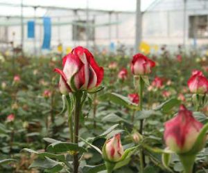 با احداث شهرک گلخانه‌ای شهید بروجردی ۵۰۰ فرصت شغلی ایجاد می شود