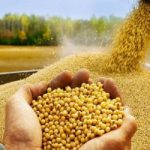توسعه کشت دانه روغنی کاملینا در لرستان/ راهبردی برای خودکفایی در تولید روغن خوراکی