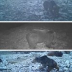 مشاهده یک قلاده خرس ماده به همراه دو توله در ارتفاعات بخش پاپی