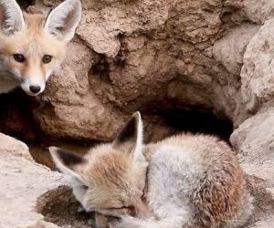 ۵ توله روباه سرگردان به محیط زیست ازنا تحویل داده شد