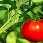 کشت ۹۸۲ هکتار گوجه فرنگی در لرستان