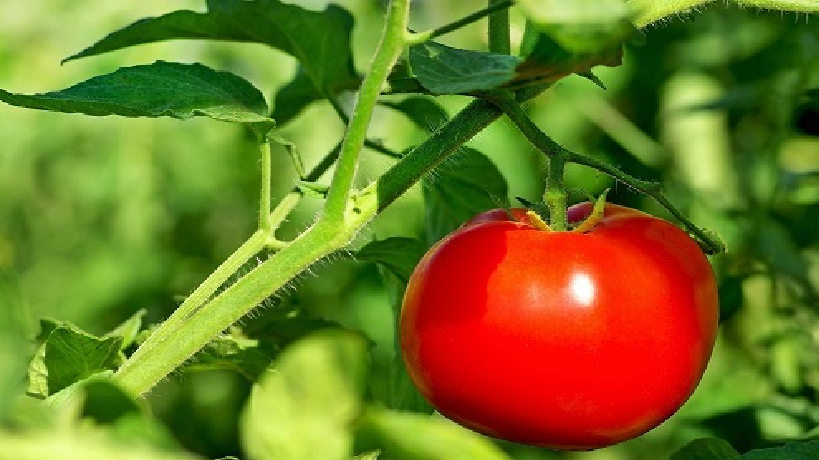 کشت ۹۸۲ هکتار گوجه فرنگی در لرستان